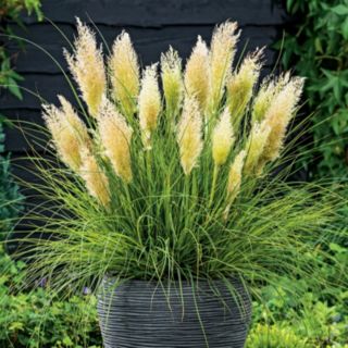 YouGarden Cortaderia Tiny Pampa 9cm pot x 2