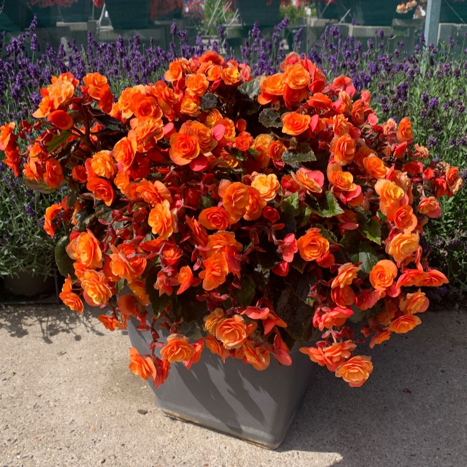 Thompson & Begonia Catrin 4cm Jumbo Plug Plants x6 QVC UK