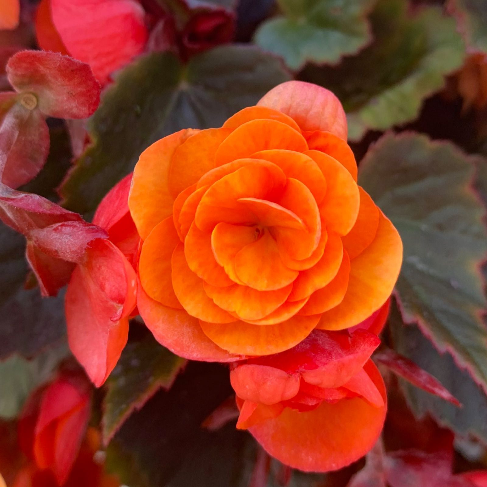 Thompson & Begonia Catrin 4cm Jumbo Plug Plants x6 QVC UK