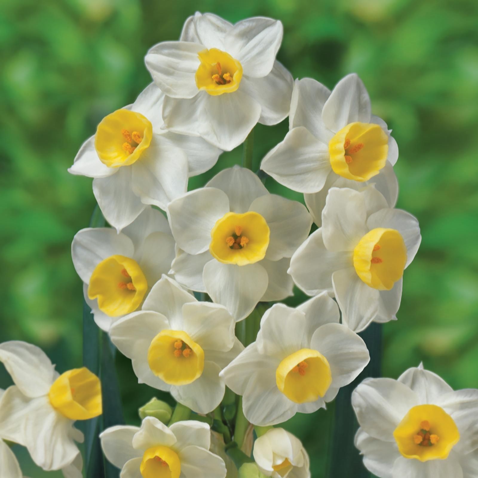 de Jager Highly Scented RHS AGM Multiflowering Daffodils x30