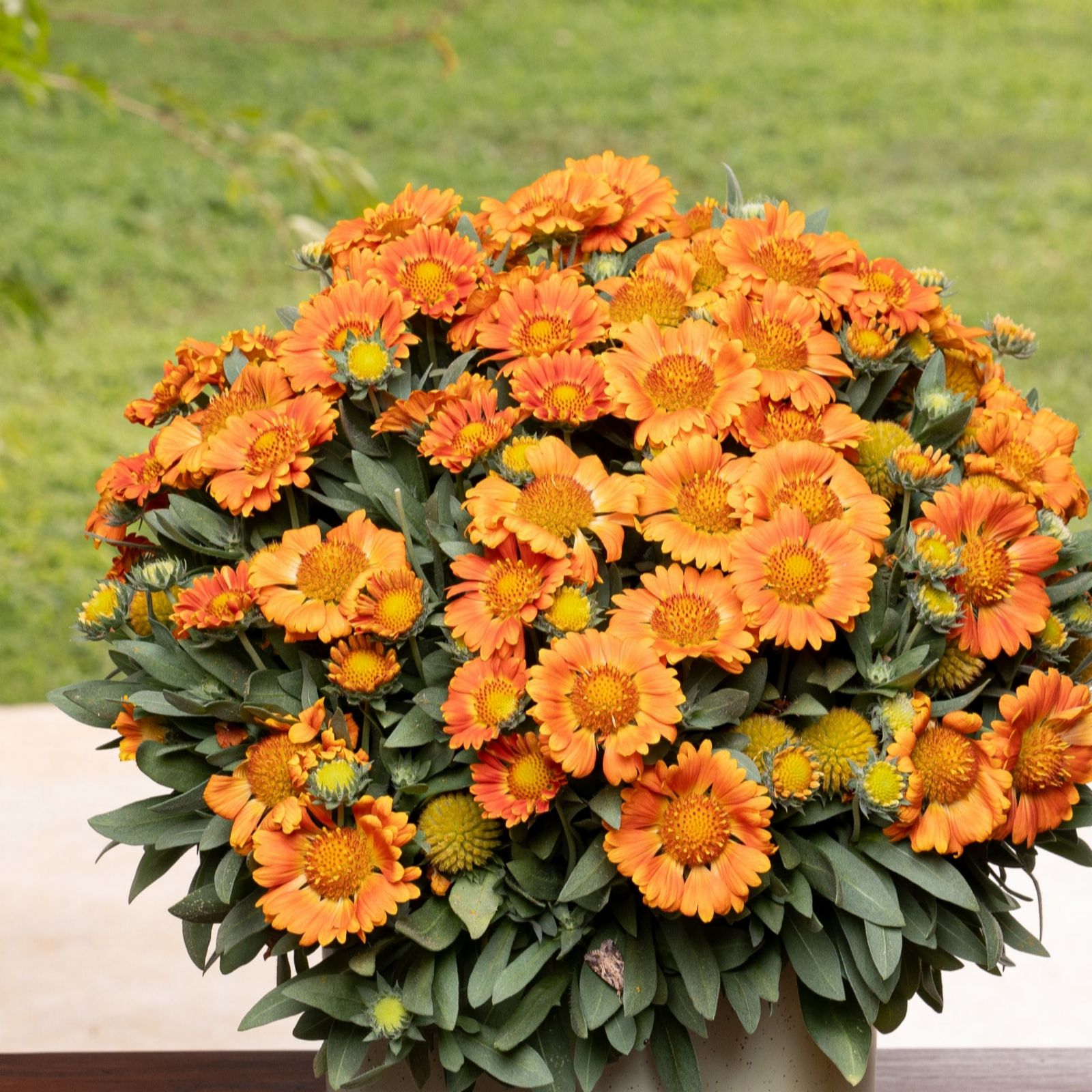 Plants 2 Gardens Gaillardia Gusto Collection 6 x 6cm
