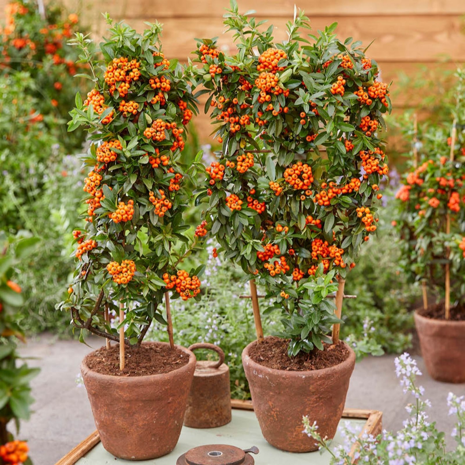YouGarden Pyracantha Coccinea 'Orange Star' in 9cm Pots x3