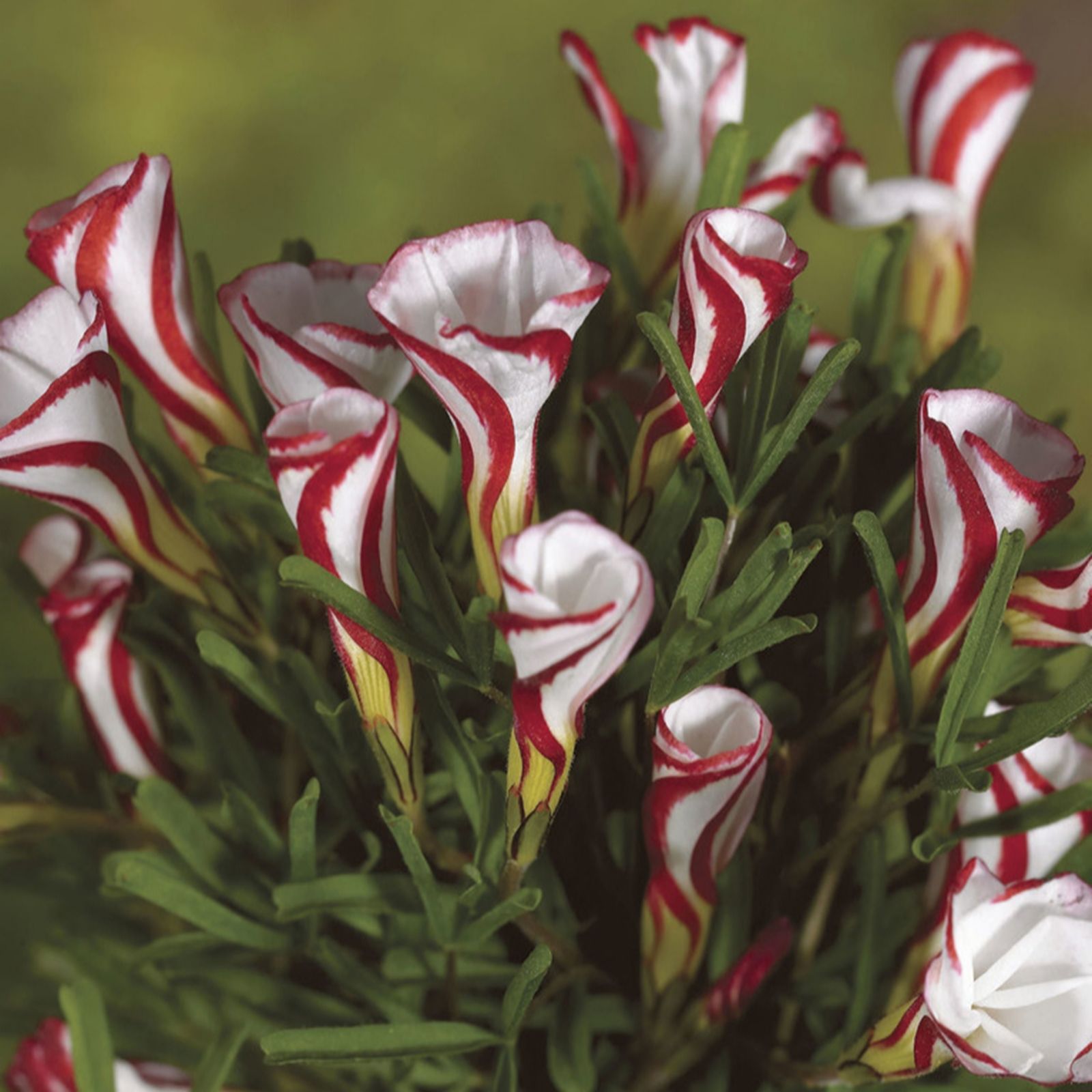 YouGarden Oxalis 'Versicolour' x20 Bulbs
