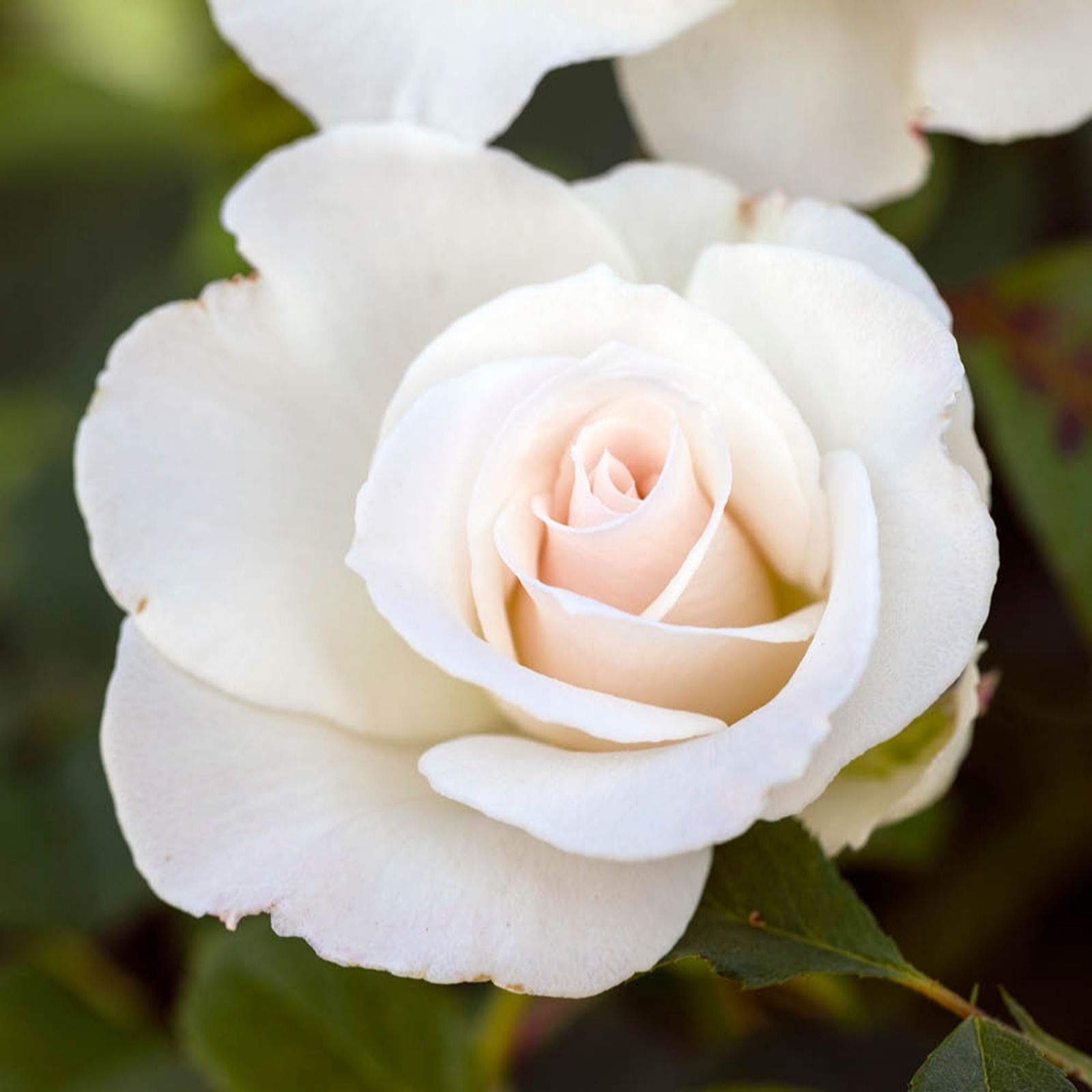 YouGarden Rose 'Woodstock' Bare Root