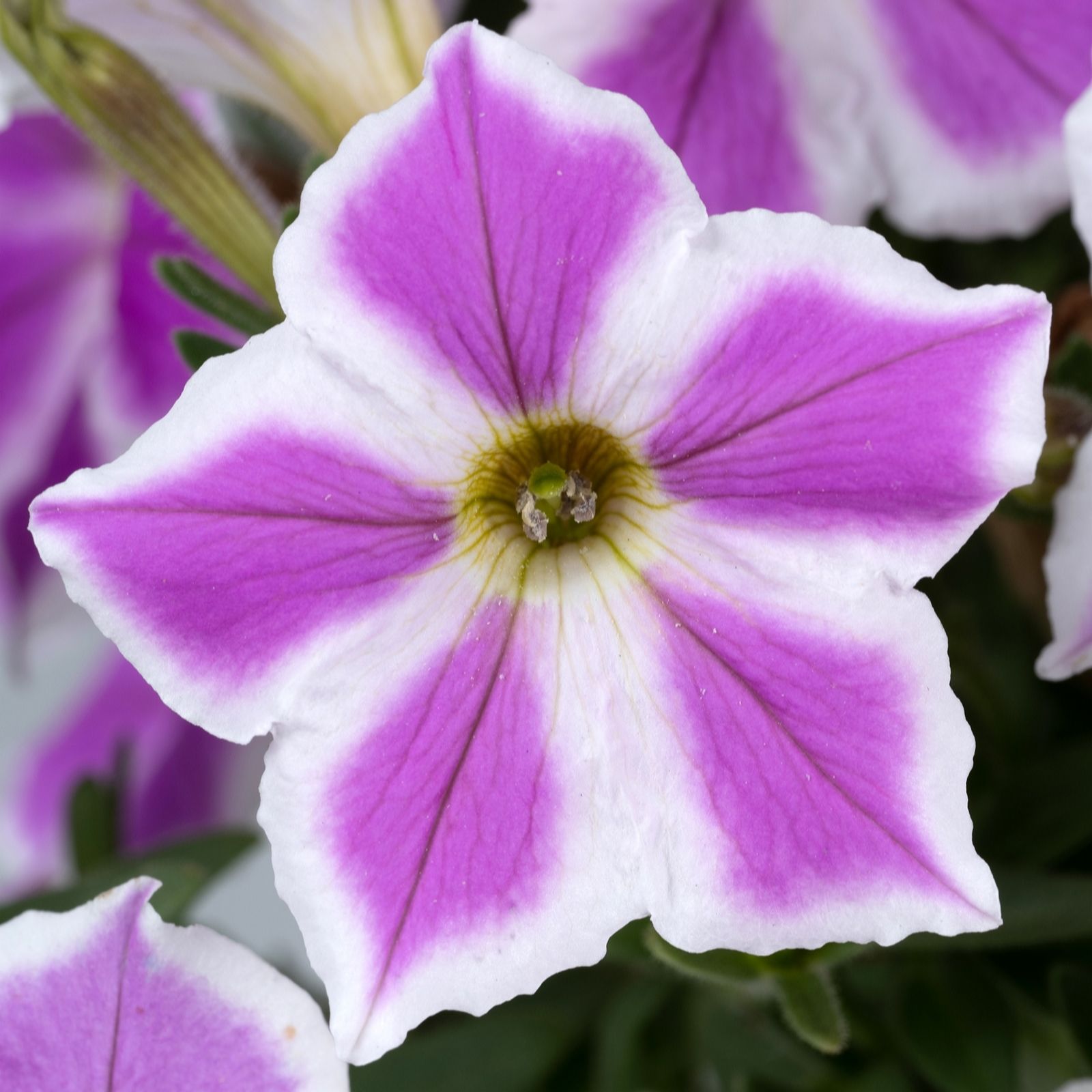 Richard Jackson Petunia Lilac Frost Power Plants 5x 5.5cm