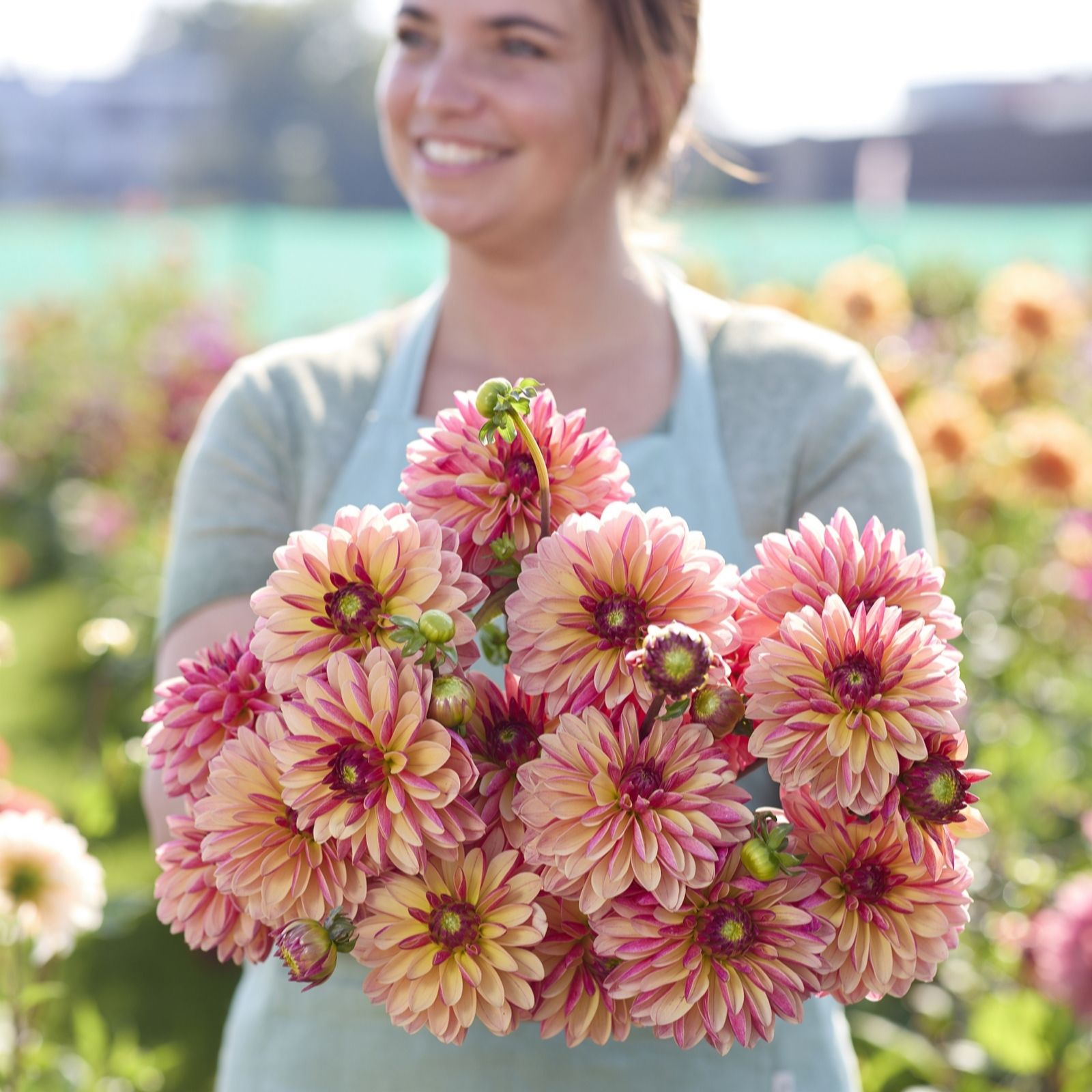 Plants 2 Gardens Dahlia Madame Antoinette 3 x Bare Root Dahlia