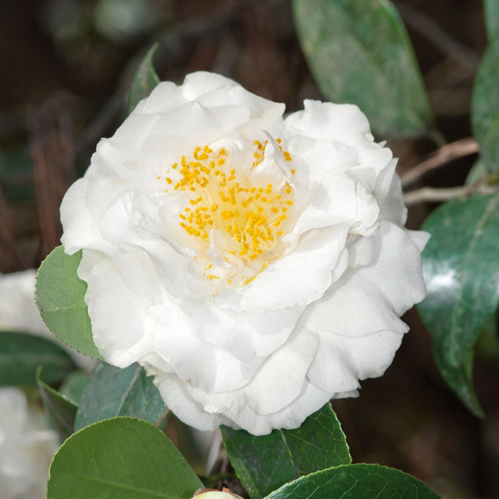 Plants2Gardens Camellia Silver Anniversary 3ltr