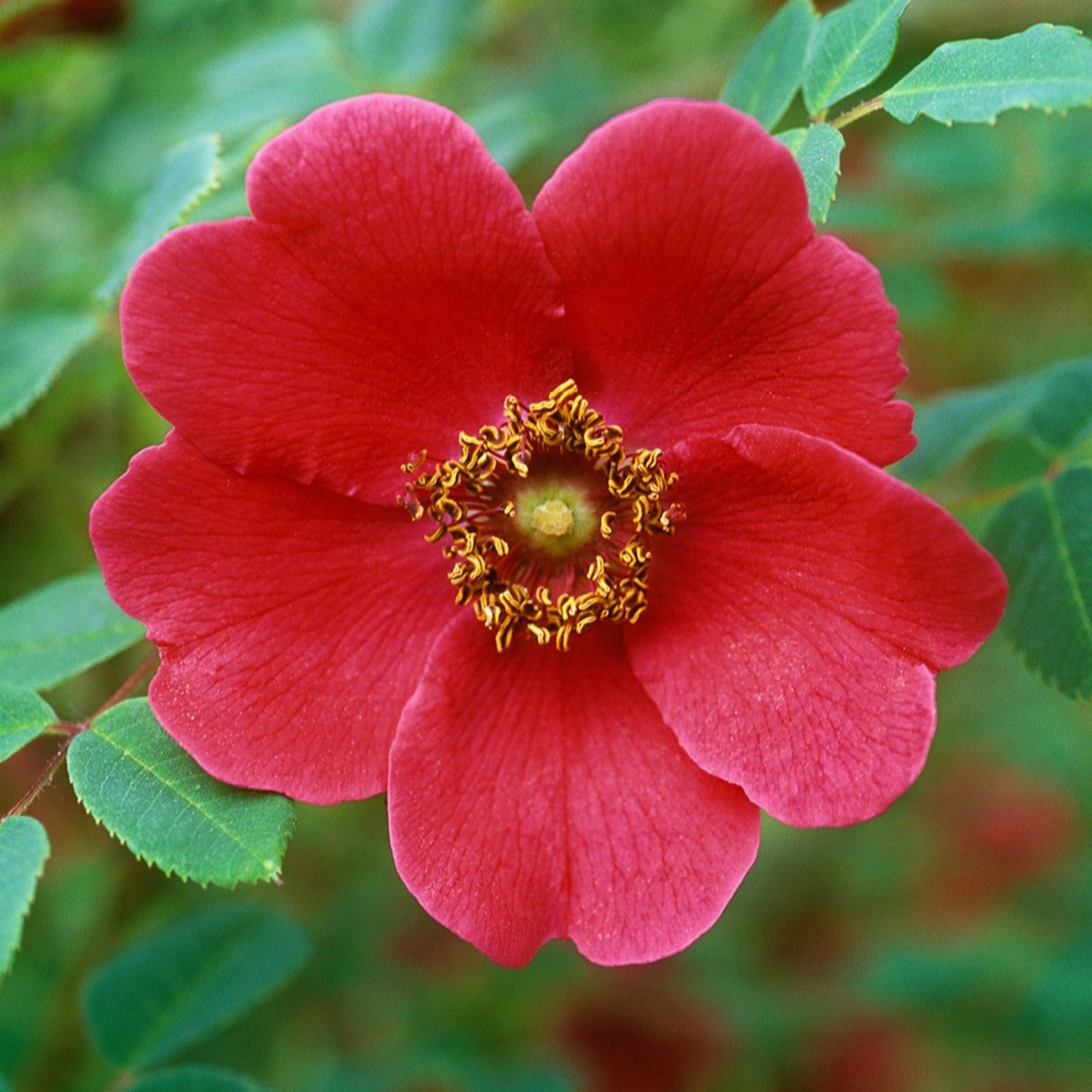 YouGarden Pair of Rose 'Moyesii Geranium' Bare Roots