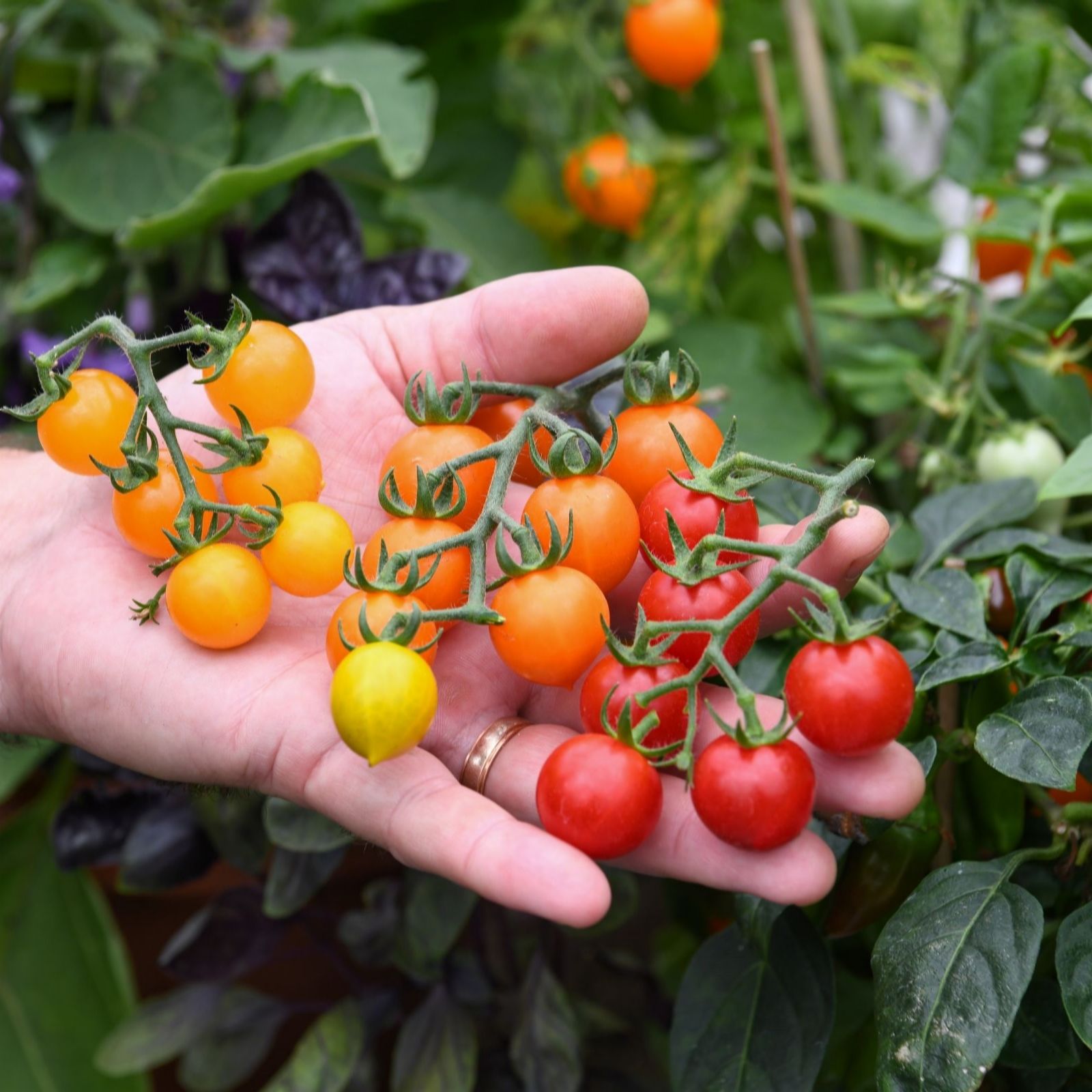 Thompson & Morgan Tomato Tiny Temptations Collection 9cm Pot x 3 + Stone