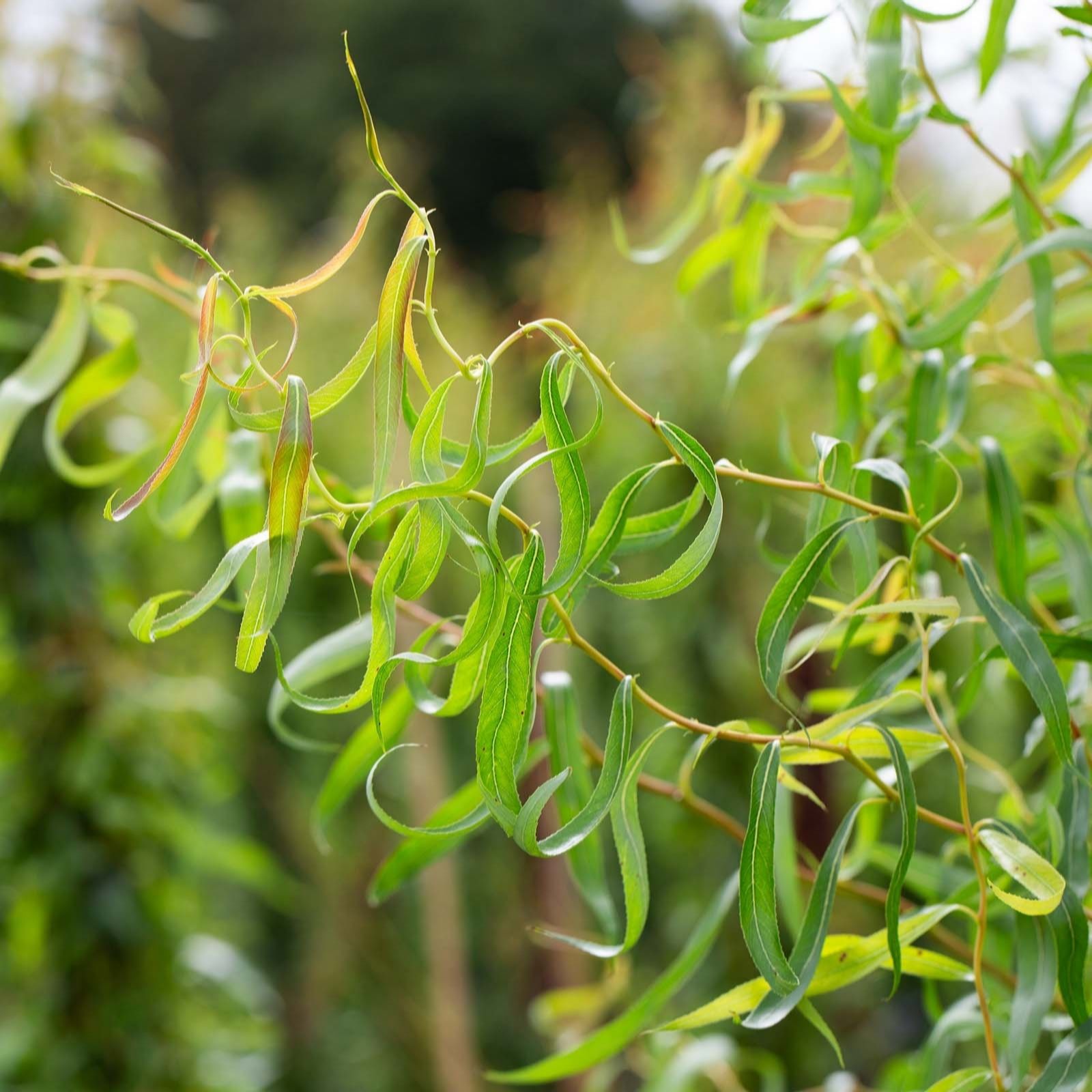 Frank P Matthews Salix ery Golden Curls 12 Litre Container