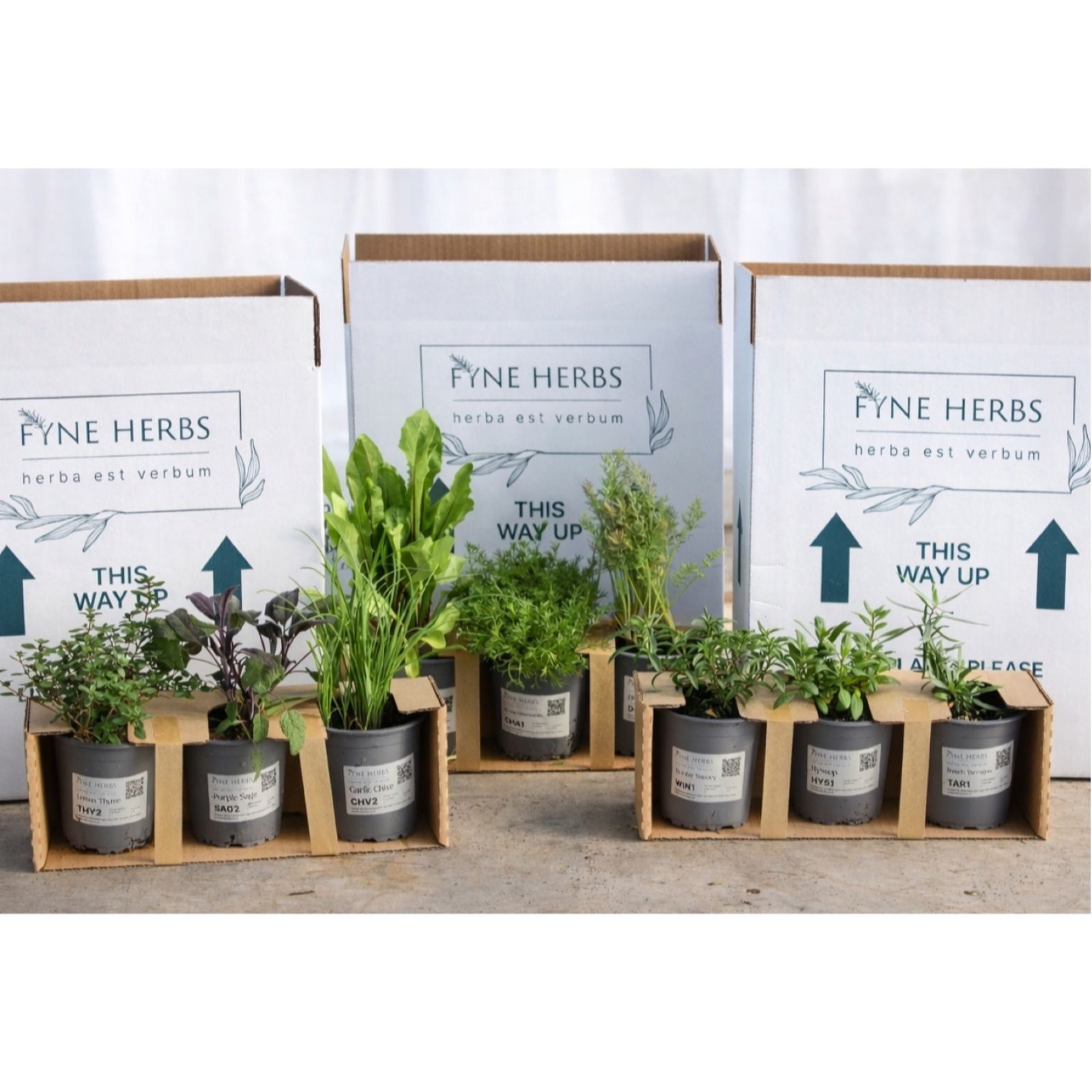 Fyne Herbs Beginners Herbs x9