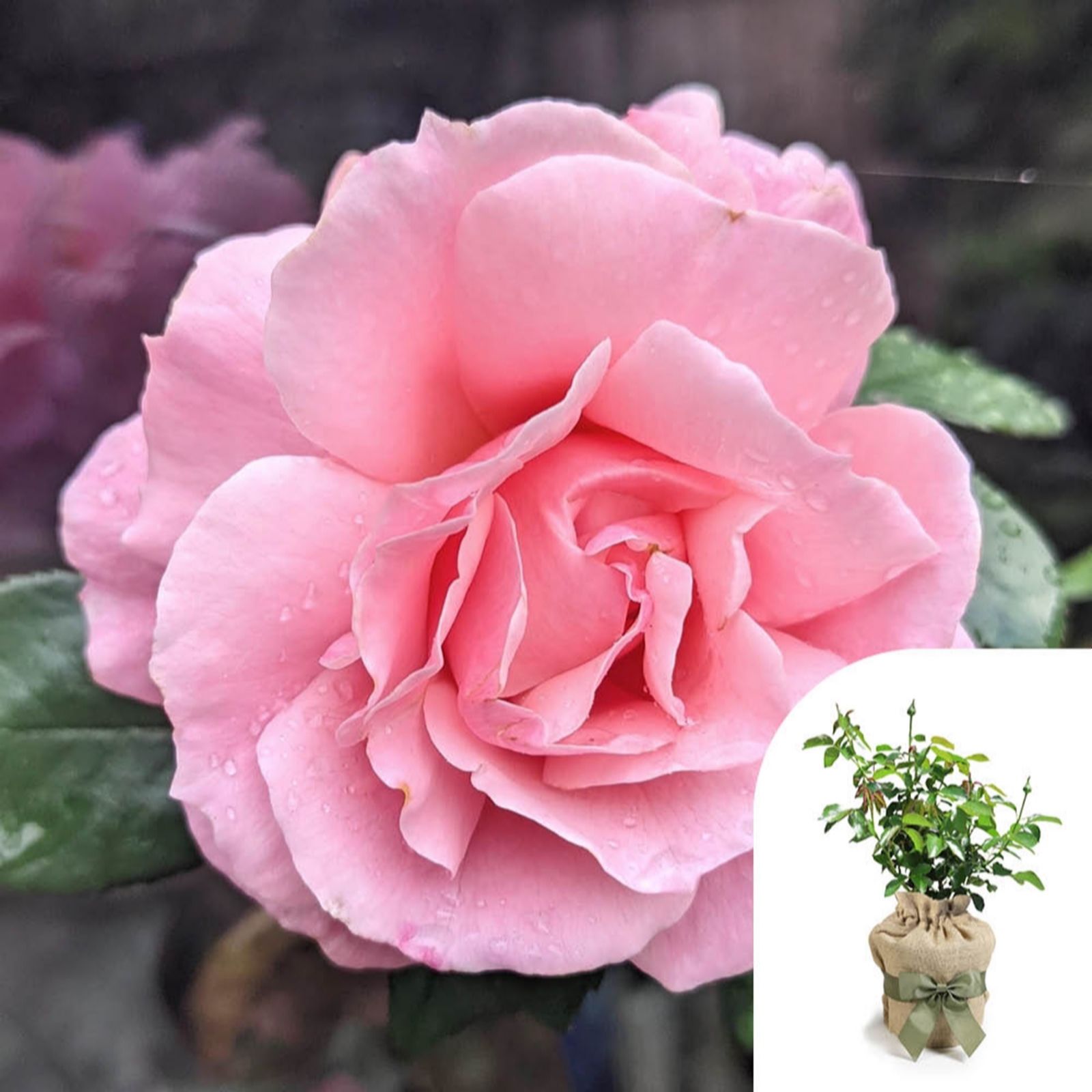 Harkness Roses Rose 'Fab at 40' in a 4L Pot Gift Wrapped