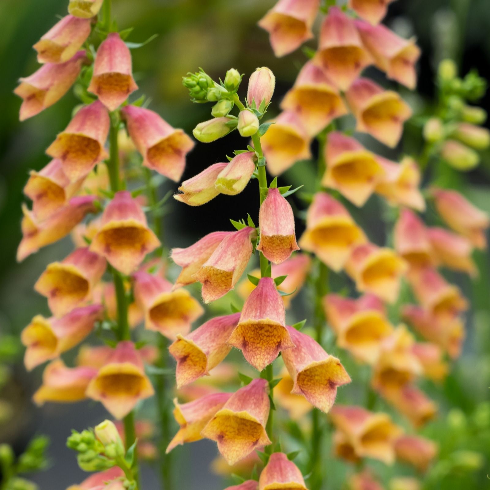 Plants2Garden Digitalis Goldcrest 3 x 9cm