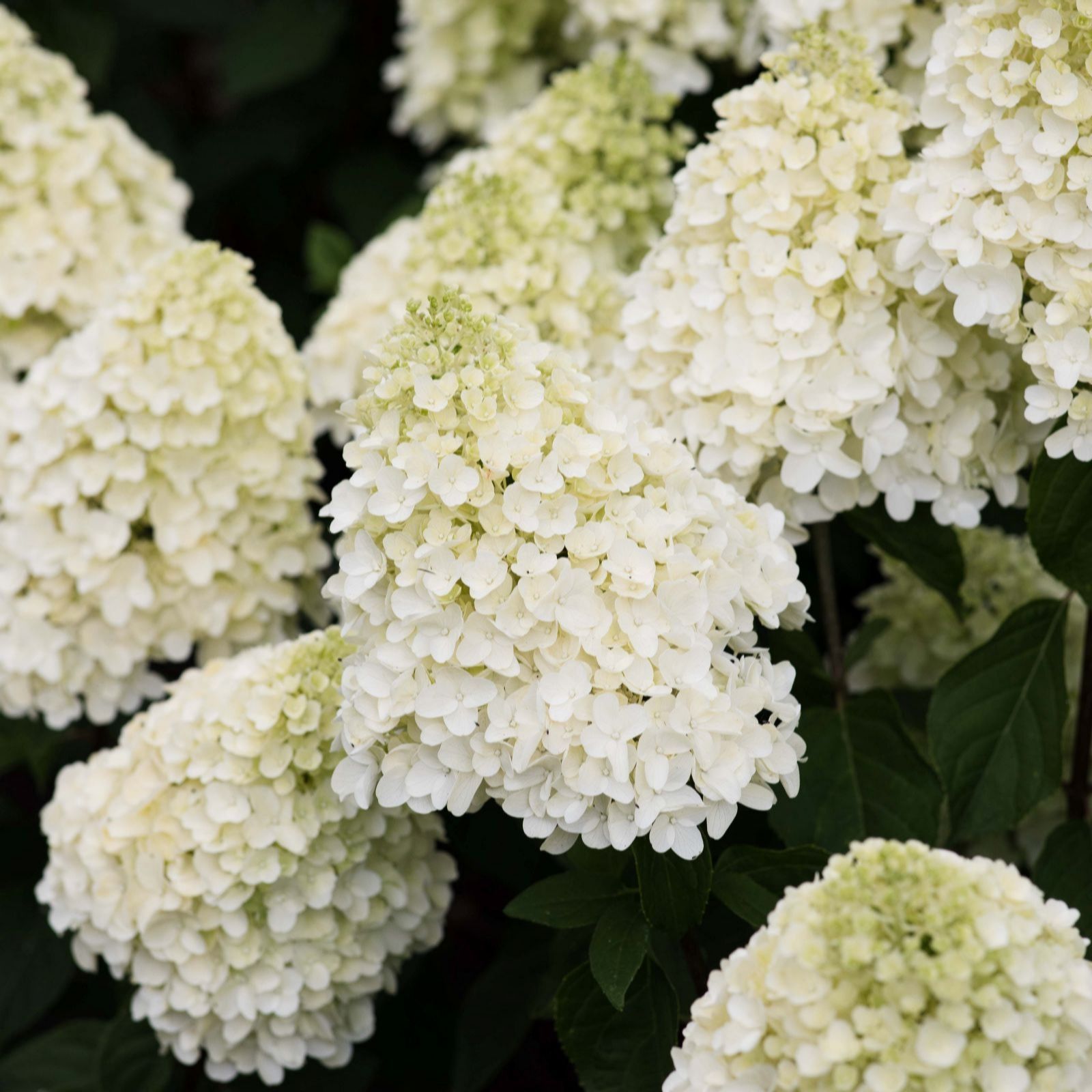 Thompson & Morgan Hydrangea Living Summer Snow 12cm Pot
