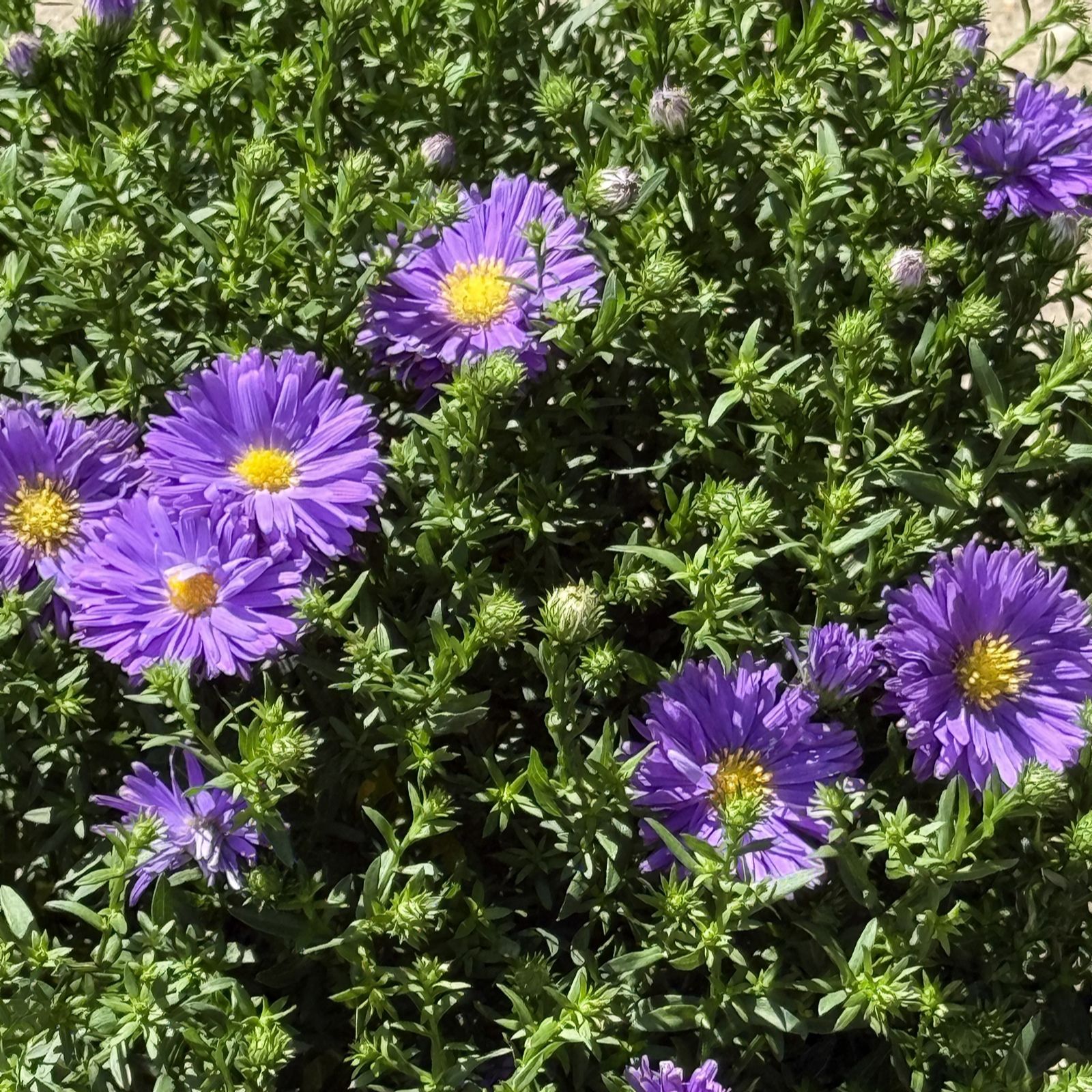 Plants2Gardens Aster 2 x 3ltr