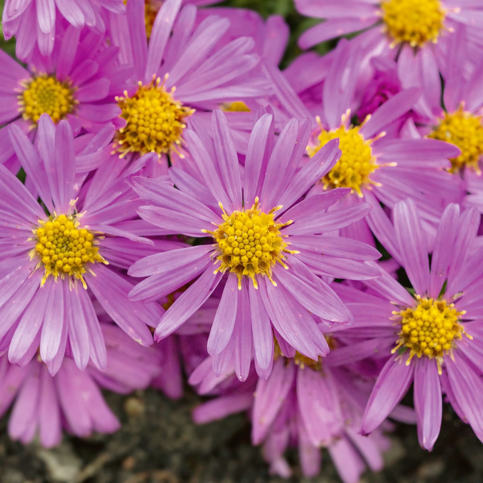Plants2Gardens Aster 2 x 3ltr