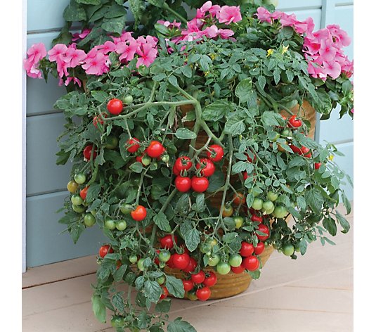 Suttons Tomato Hanging basket Collection