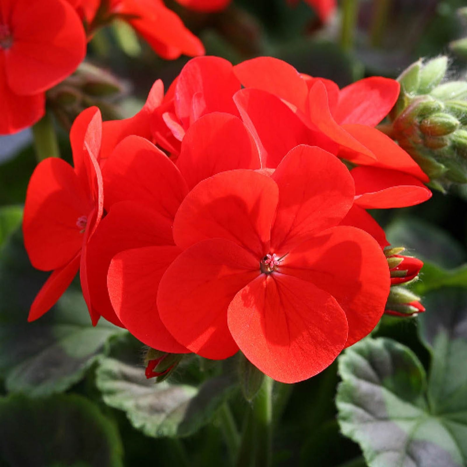 YouGarden Geranium Fire Queen Garden Ready Plants x20