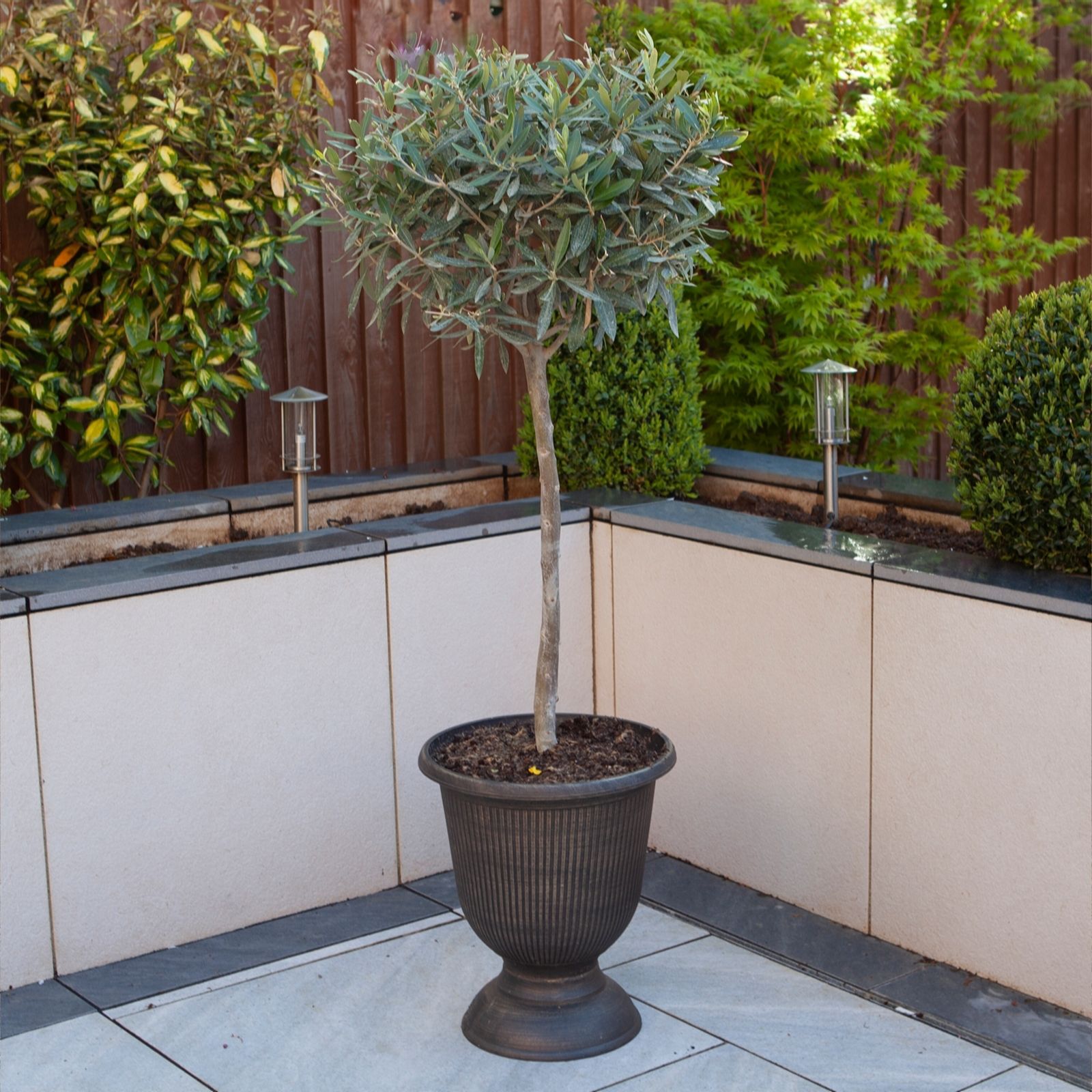 YouGarden Patio Standard Olive Tree 18cm pot