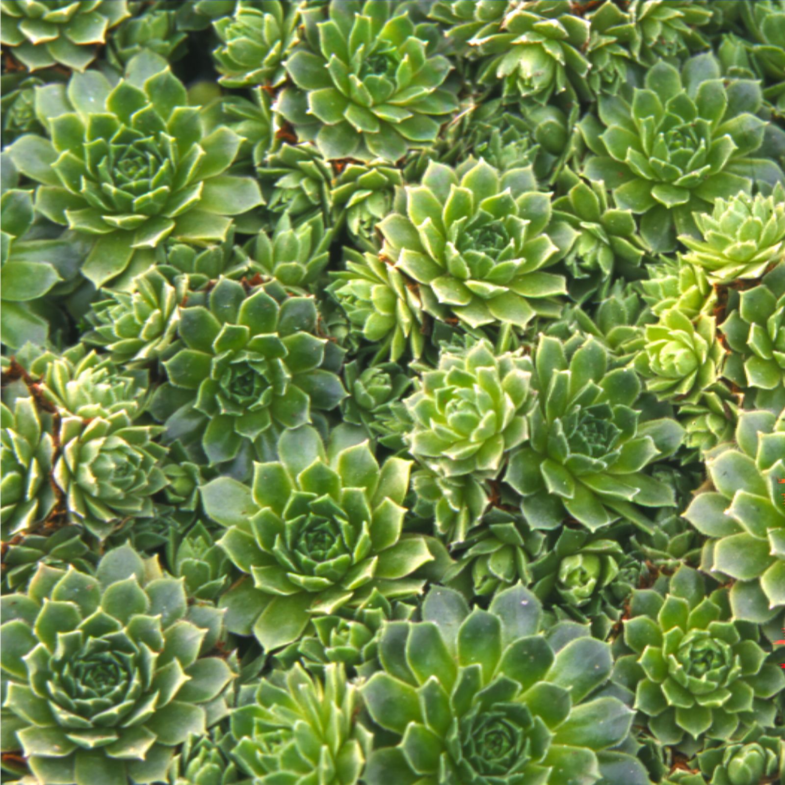 YouGarden Sempervivum Collection Plug Plants x12 QVC UK