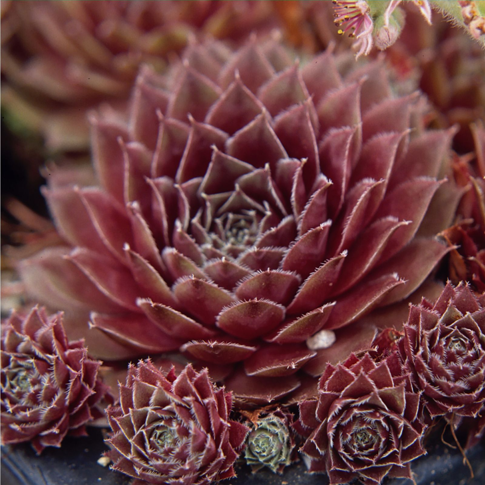 YouGarden Sempervivum Collection Plug Plants x12 QVC UK