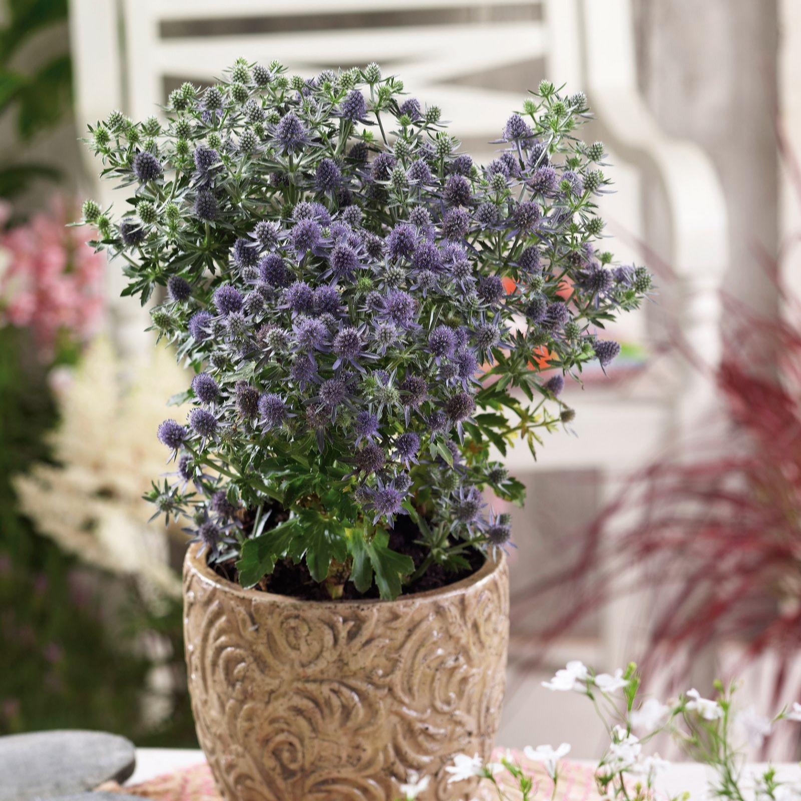 Plants2Gardens Eryngium Blue Hobbit 3 x 2ltr