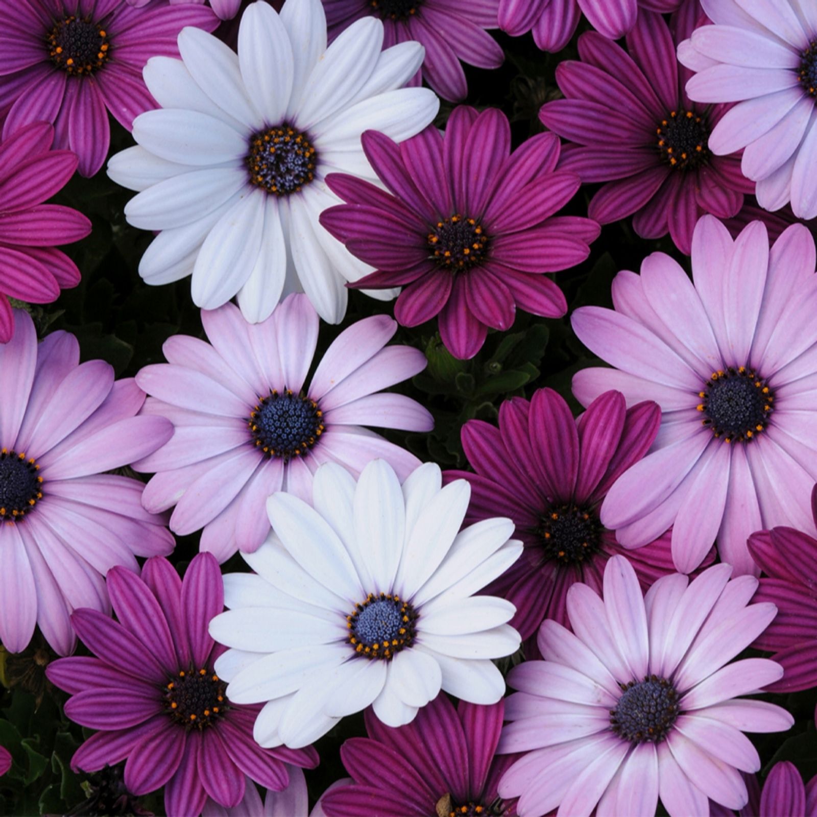 YouGarden Osteospermum Akila Berries & Cream Plug Plants x6