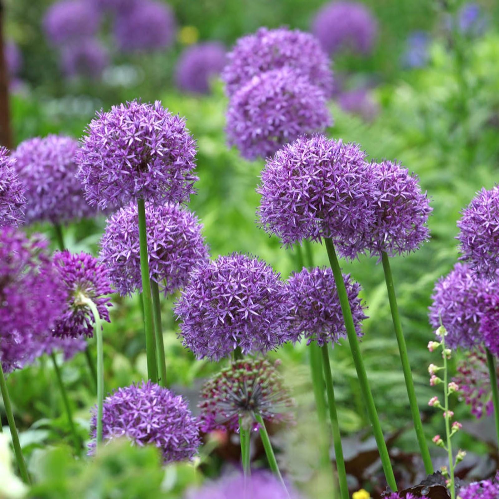 YouGarden Allium 'Globemaster' x6 Bulbs