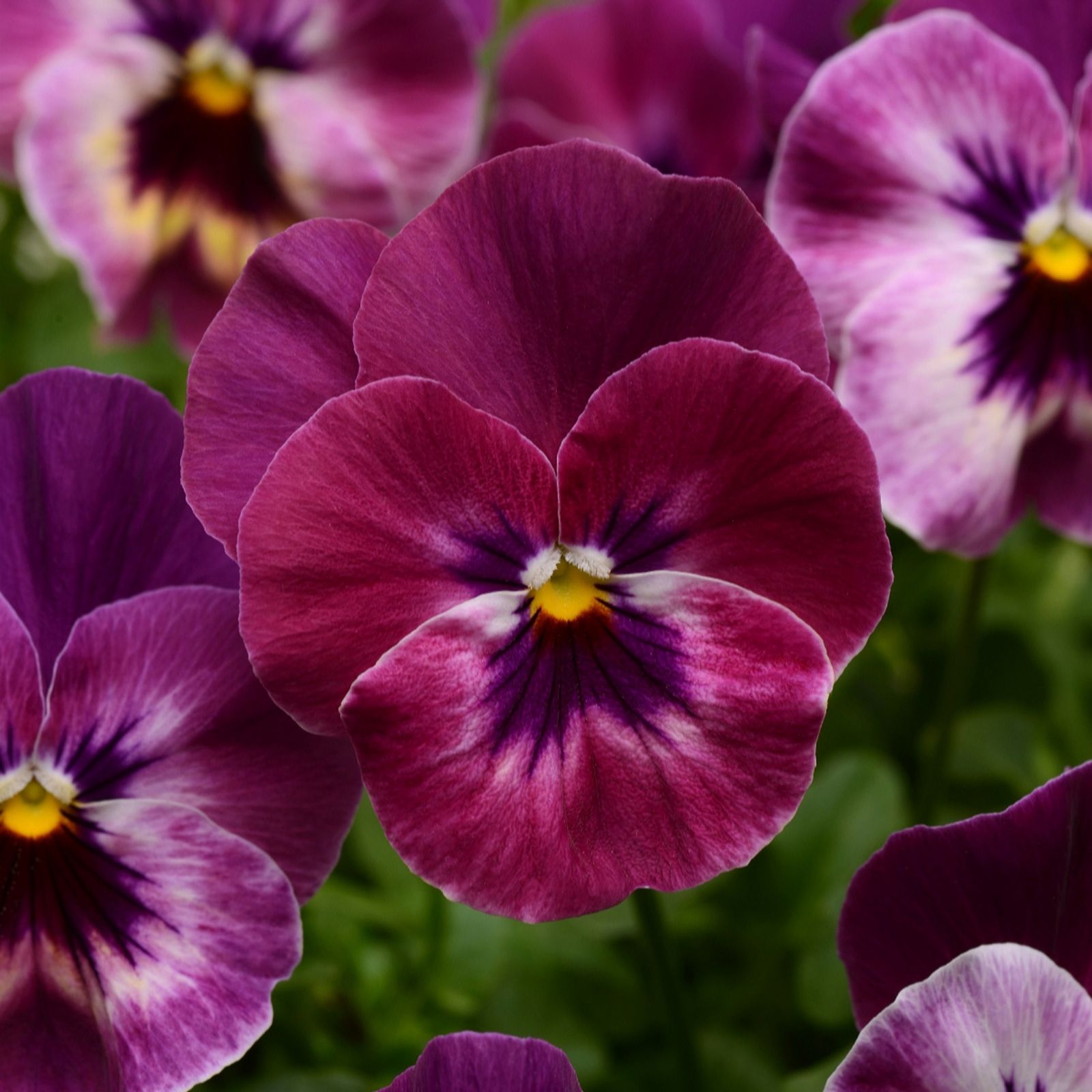 Thompson & Morgan Pansy 'Coolwave Raspberry' Garden Ready Plants x 15