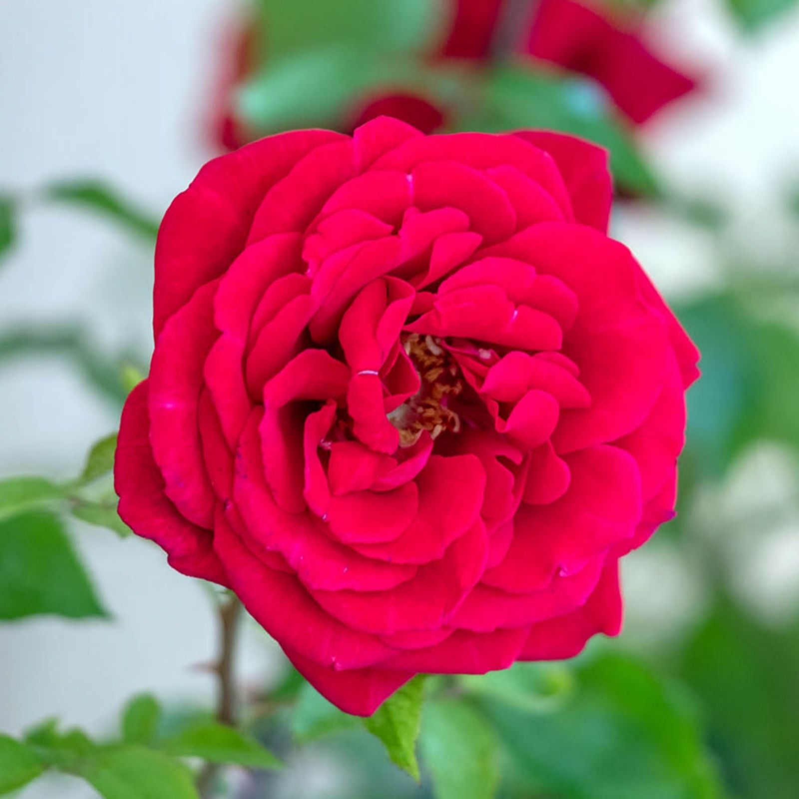 YouGarden Rose 'Red Rumble' Bare Root