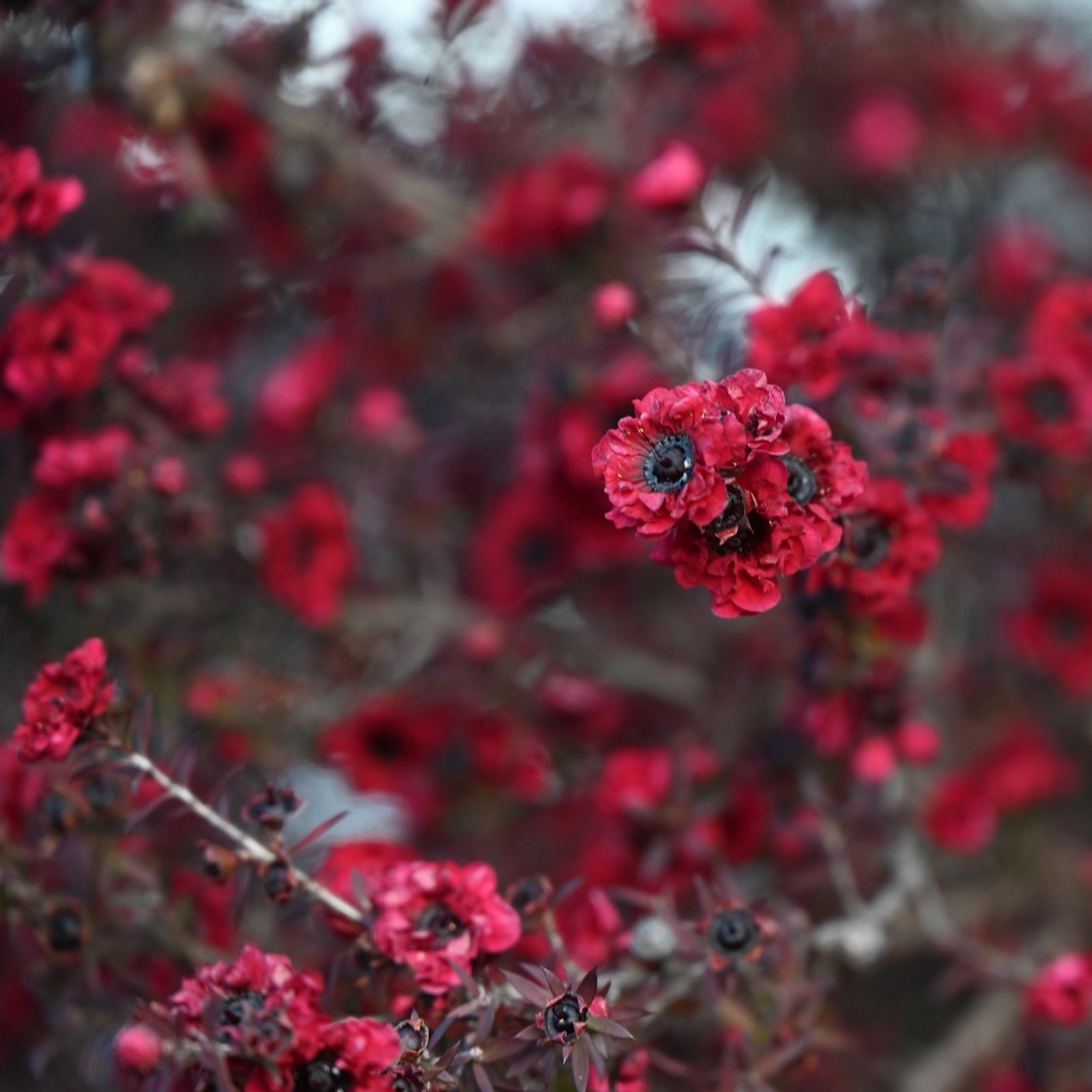 Plants2Gardens Leptospermum Red Damask 3ltr