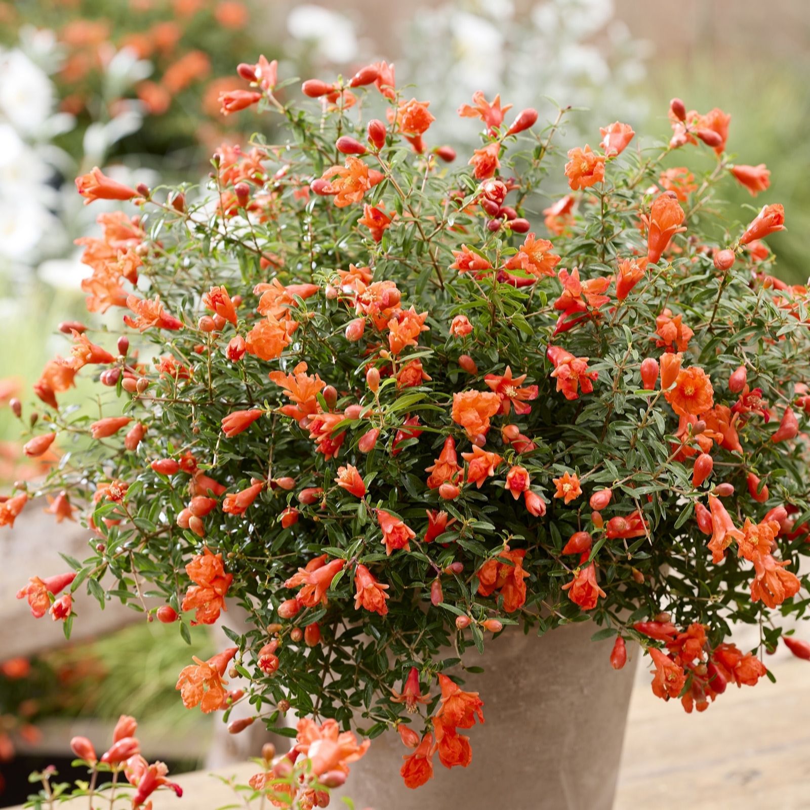 Hayloft Plants Compact Ornamental Pomegranate 1 x 12cm Pot
