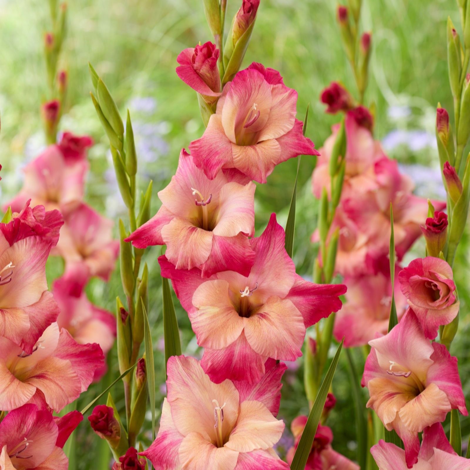 Thompson & Morgan Gladioli Apricot Bubblegum Corms x 16