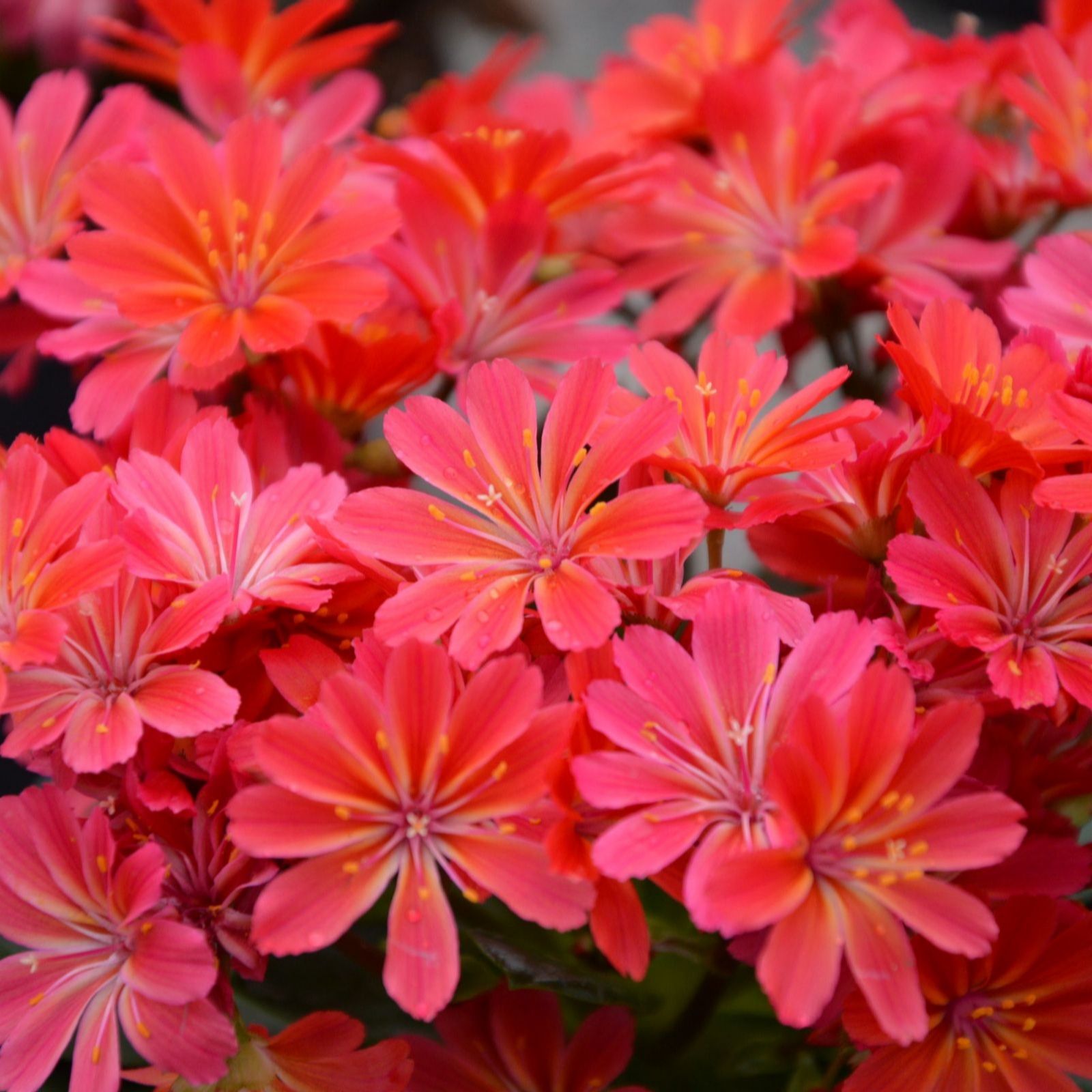 Thompson & Morgan Lewisia Sunset Shades 9cm Pot x 2