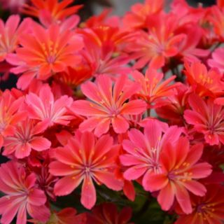 Thompson & Morgan Lewisia Sunset Shades 9cm Pot x 2