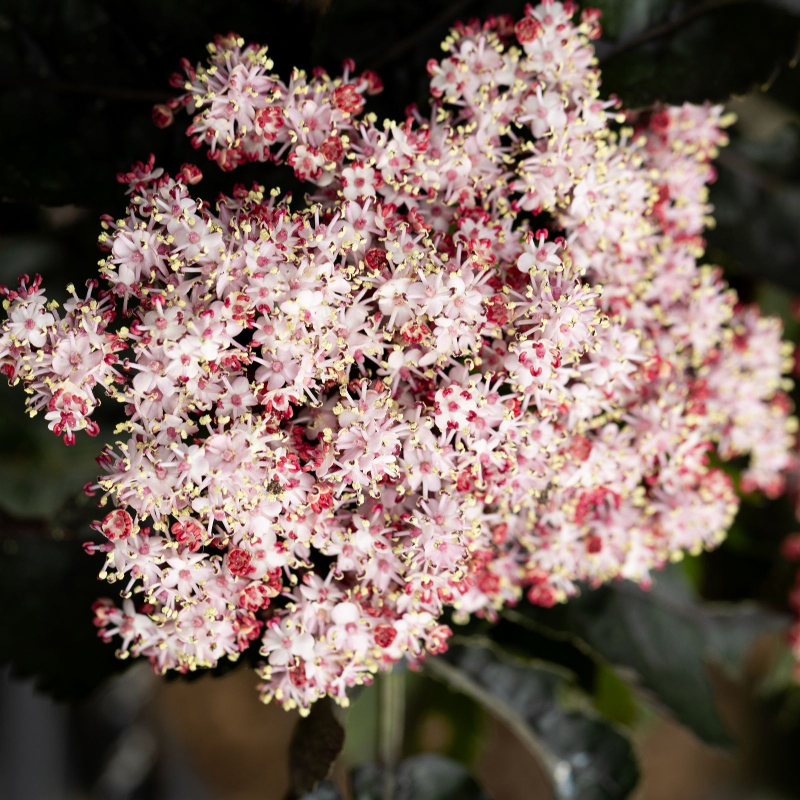 Frank P Matthews Sambucus Black Tower 12 Litre Container