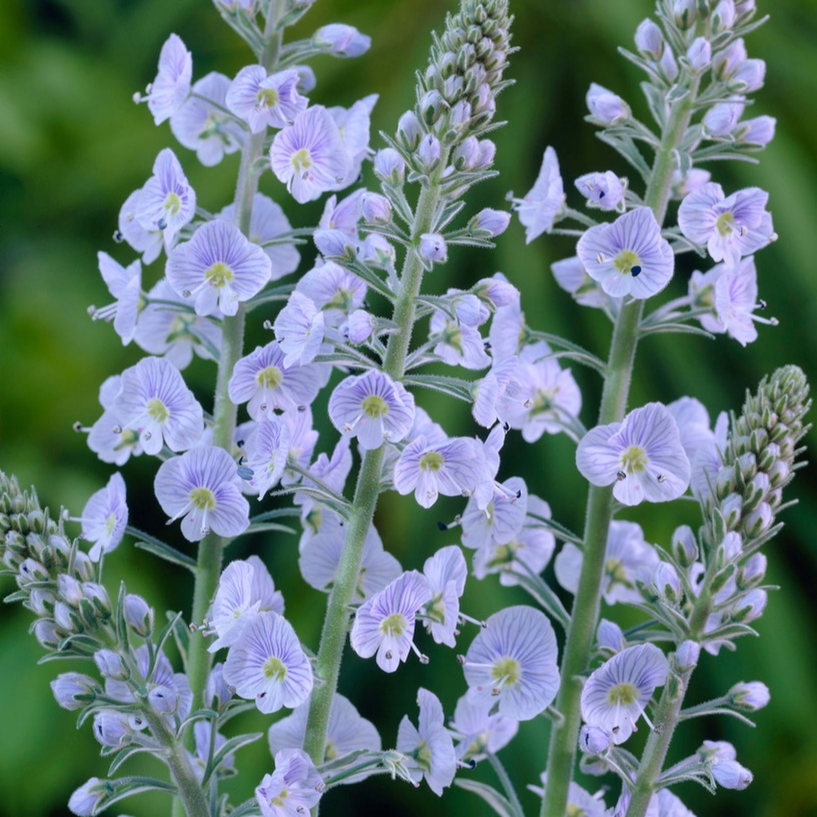 YouGarden Veronica 'Gentianoides' in 9cm pots x3