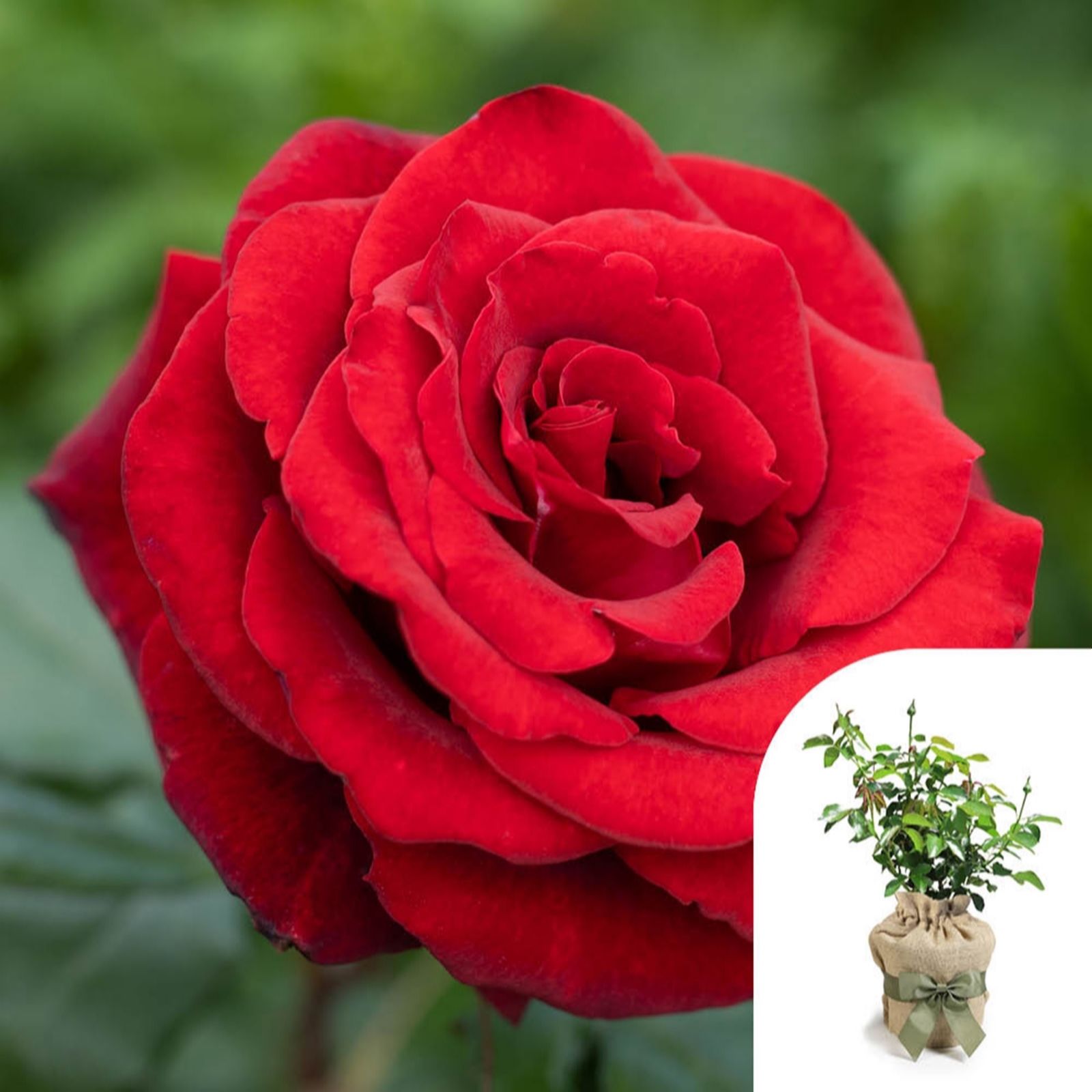 Harkness Roses Rose 'Fab at 60' in a 4L Pot Gift Wrapped