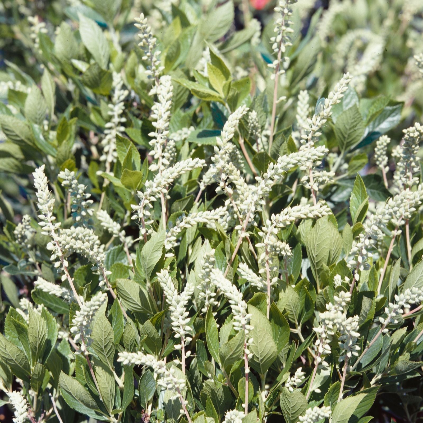 Plants2Gardens Clethra Hummingbird 3L