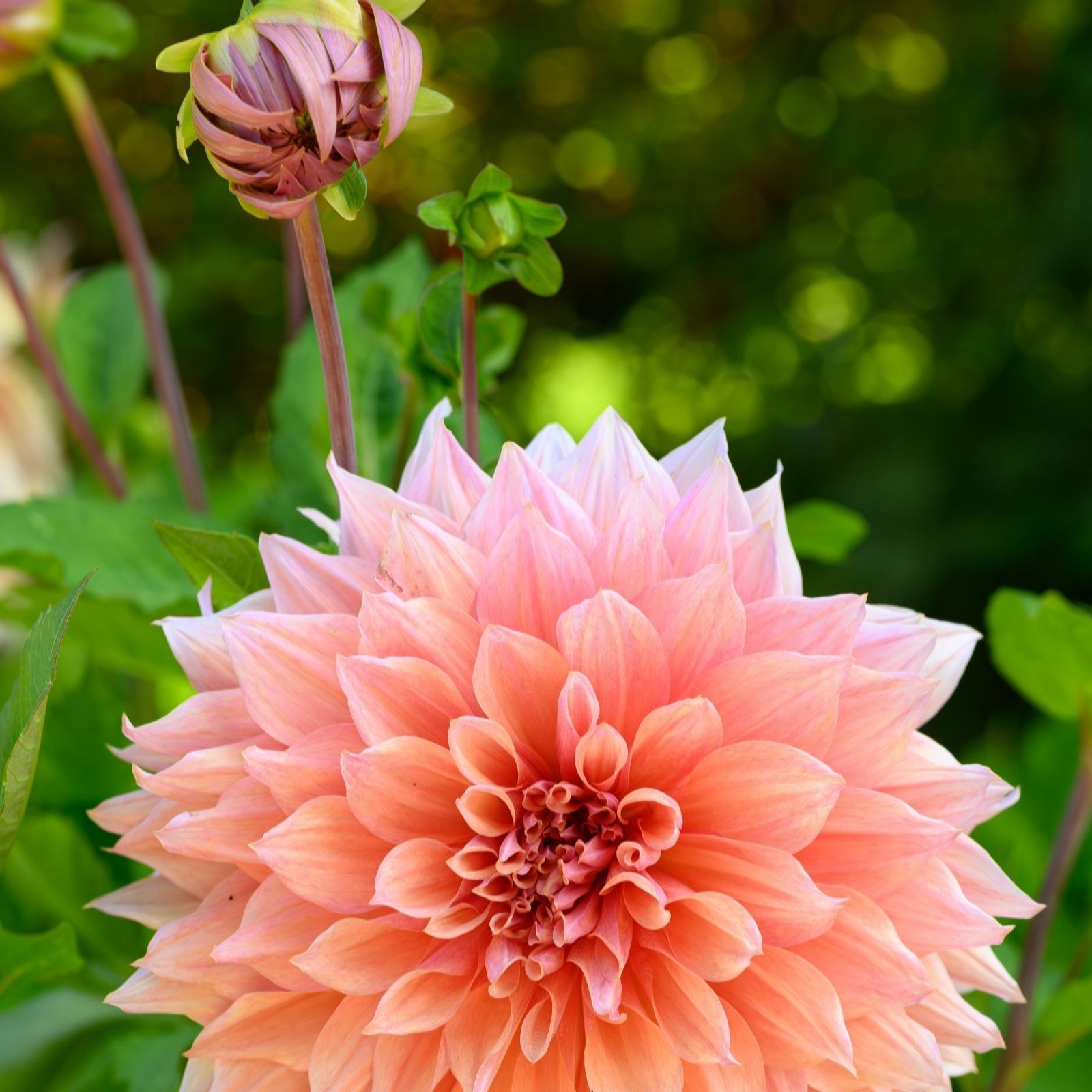 Thompson & Morgan Dahlia Mango Madness 3x 3L