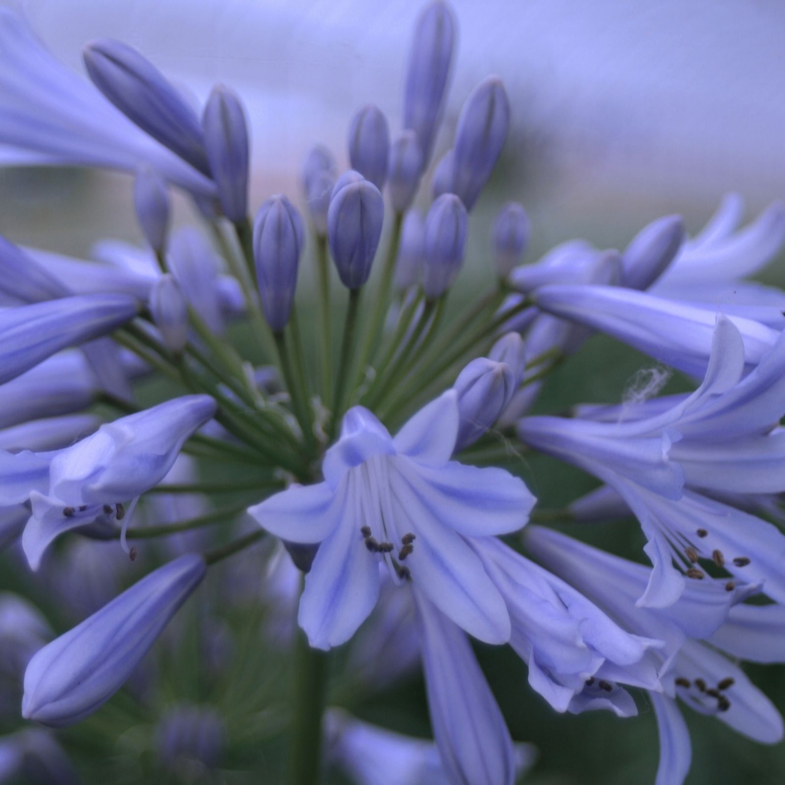 Hayloft Plants Globe Agapanthus 2 Litre Pots x 2