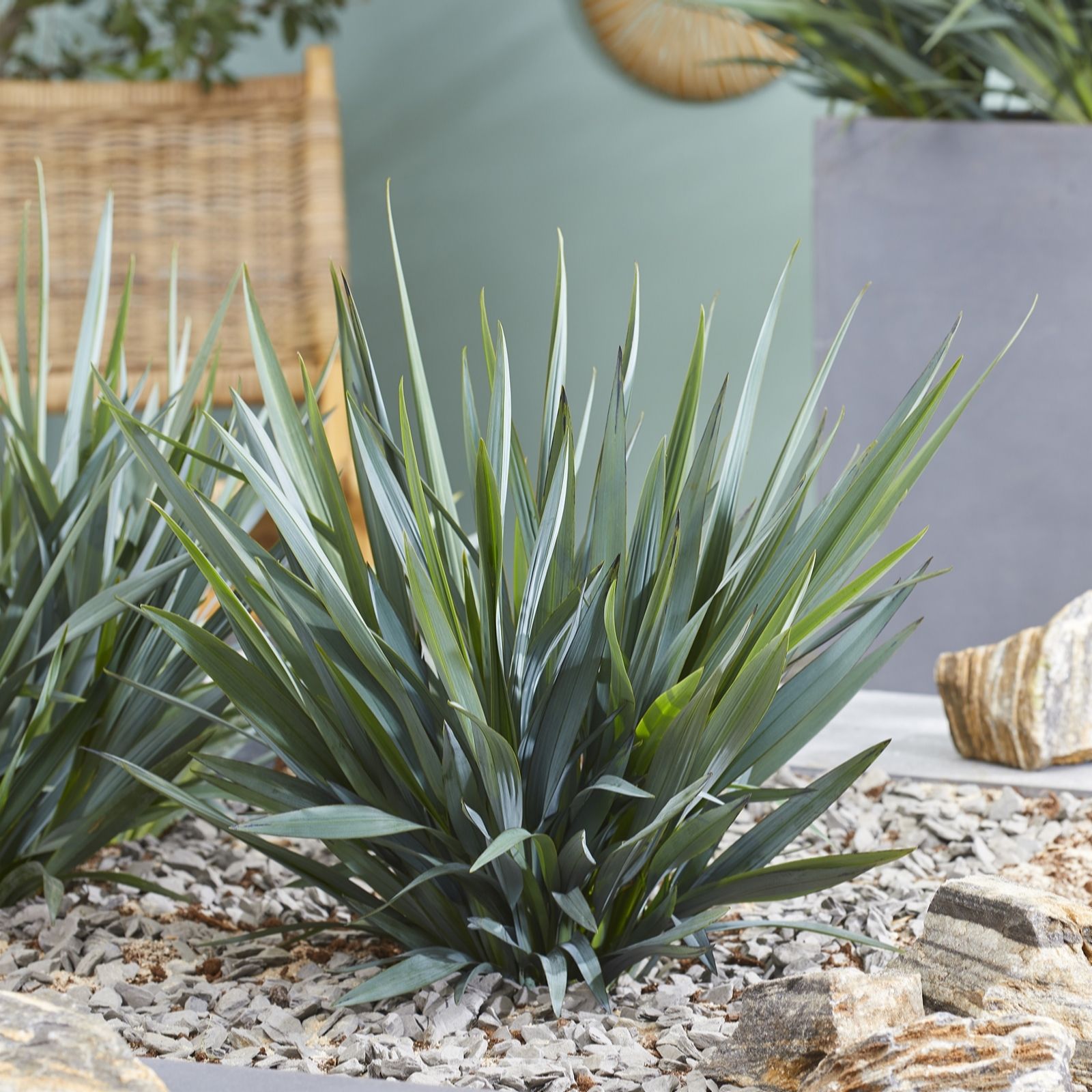 Plants 2 Gardens Dianella Blue Stream 2x 9cm Potted Plants