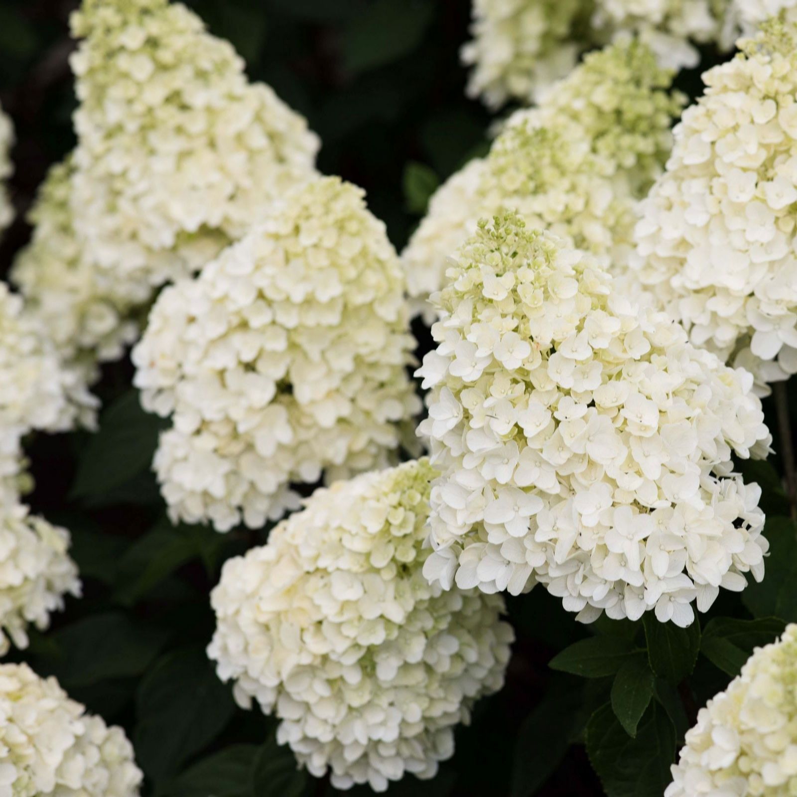 Thompson & Morgan Hydrangea Living Summer Snow 12cm Pot x 2