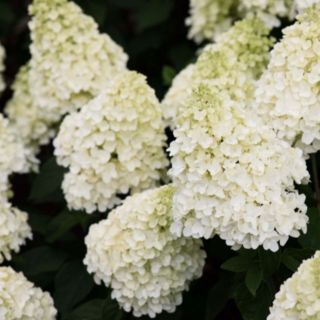 Thompson & Morgan Hydrangea Living Summer Snow 12cm Pot x 2