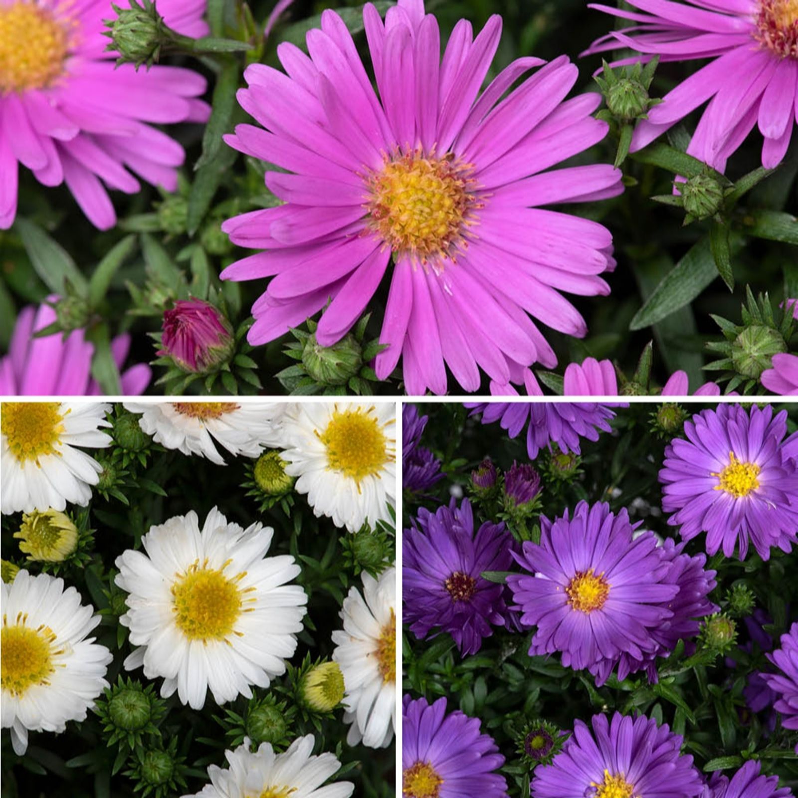 YouGarden Aster Alpha mix Plug Plants x 24