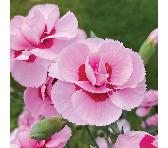 Precious Plants Highly Scented Dianthus 'Baby Doris' 6 x 3.1cm Young Plants