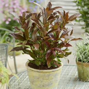 Plants2Gardens Viburnum Copper Top 4.5ltr - 731790