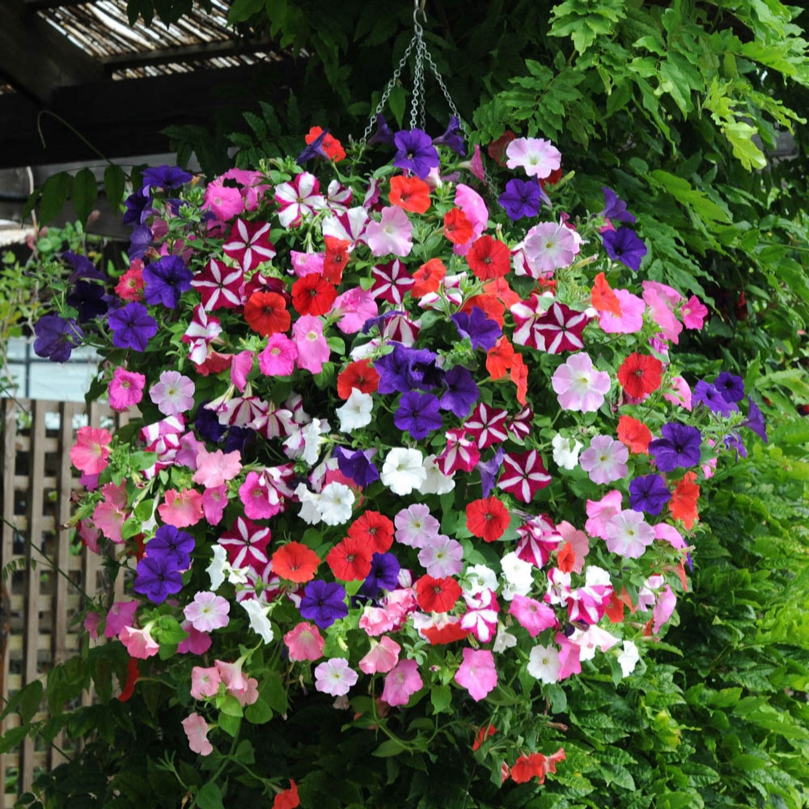 YouGarden Petunia Easy Wave Ultimate Mix Garden Ready Plants x20