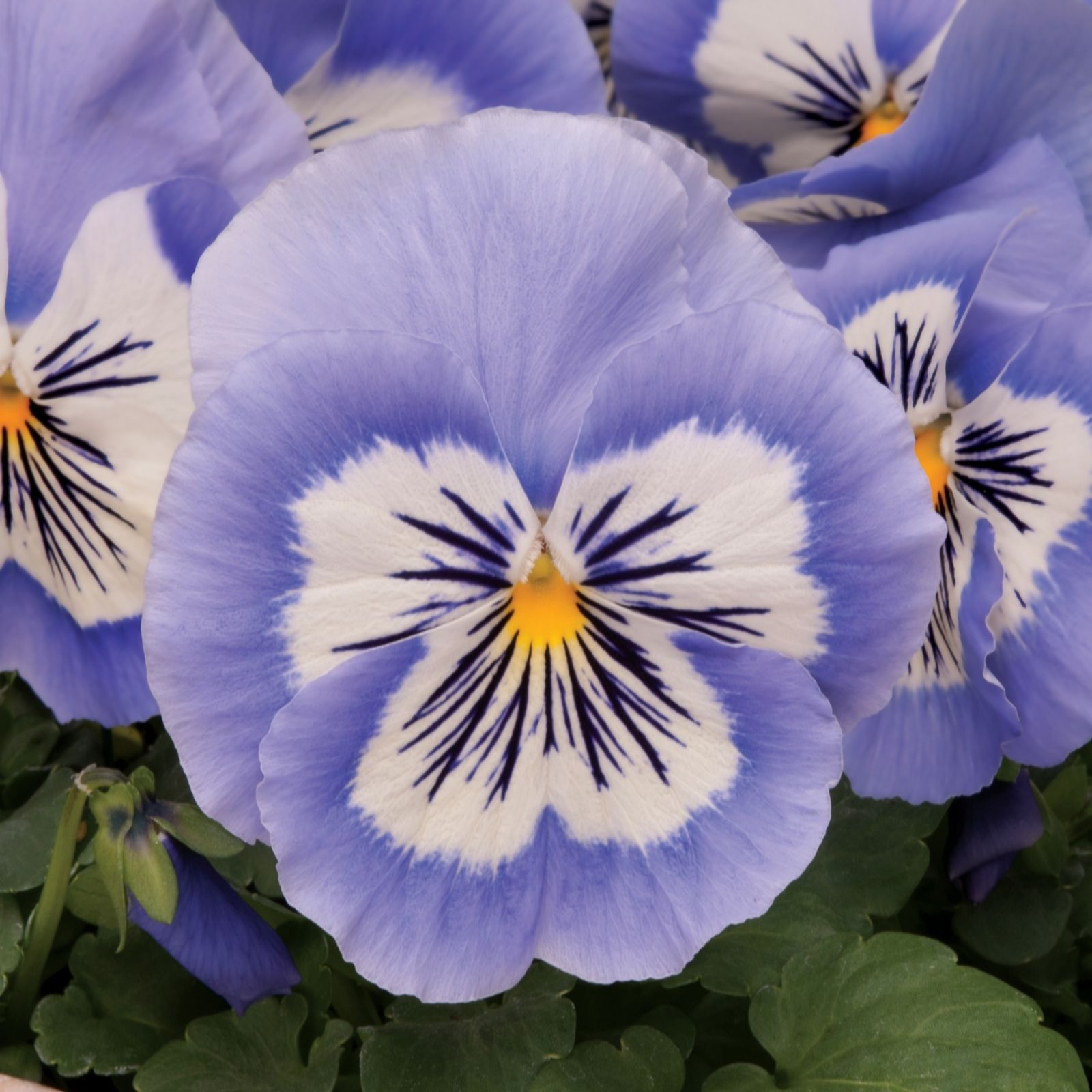 de Jager NEW Pansy Blue Whiskers x12