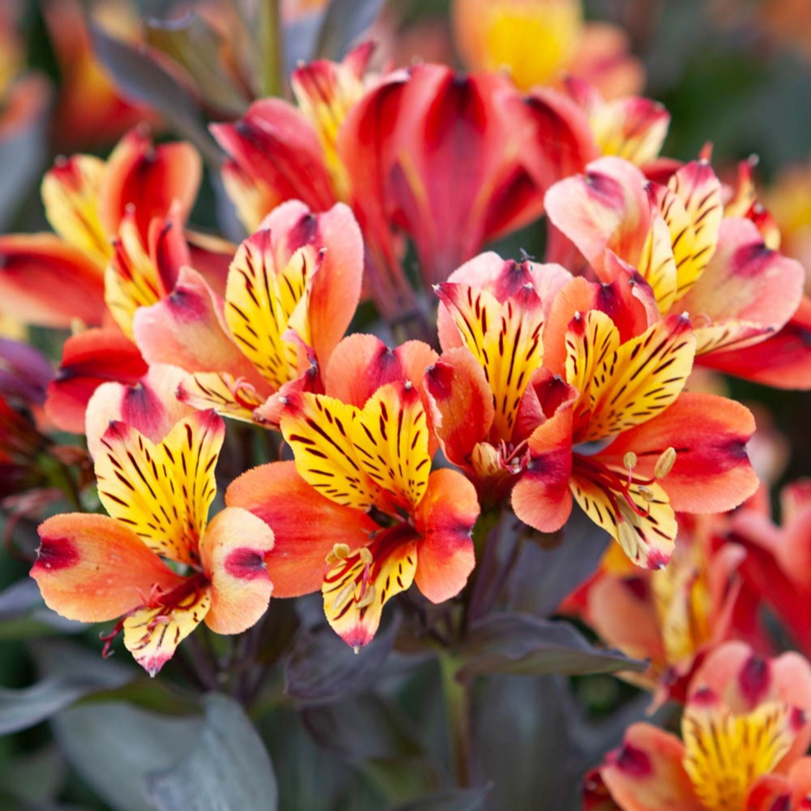 YouGarden Alstroemeria 'Indian Summer ' jumbo plug plants x3
